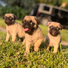 Pug puppies male and female