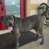 Presa canario Open for stud