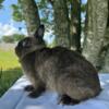 Pedigree Siamese Netherland Dwarf