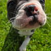 Mochi - Adorable blue Frenchton