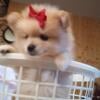 Pomeranian puppy for sale beautiful purebred potty trained