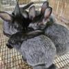 For Sale cream deargent  Rabbits