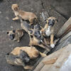 4 Puppies For Sale