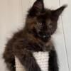 Maine coon kittens for adoption