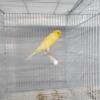 Canaries, yorkshire, red factor, white and crested for sale