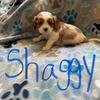 AKC Cavalier King Charles Spaniel Puppies! 