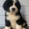 BERNIDOODLE PUPPIES FOR SALE