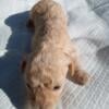 Toy poodle for Sale 