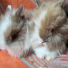 Lionhead babies 8 week old