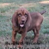 AKC Bloodhounds puppies for sale