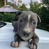 Female pitbull puppy
