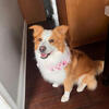 Red Border Collie for Stud