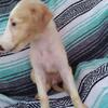 Russian wolfhound BORZOI
