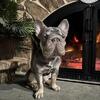 French Bulldog ready to work ! He’s perfect !!