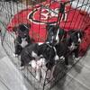 Pitbull and Husky/Pit (Pitsky) Puppies - Bakersfield