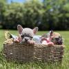 French Bulldog Puppies 🐶❤️ (80four-97zero-02four1