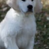 Ready Now - Started 11 week old English Golden Retriever Male