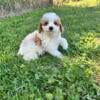 Male miniature poodle for sale