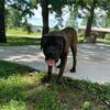 English Mastiff Brindle Male 1.8 Yrs Brindle - Fully Intact - Awesome Dog - $500 obo