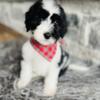 Trained Sheepadoodle puppy!