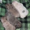 AKC French Bulldog Puppies