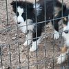 Toy Aussie puppy