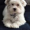 Morkie pup