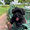 Beautiful Mini Schnauzer puppy