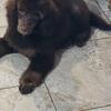 Up-dated 12/10/25 Moyen Poodle Puppy – Handsome, Playful, and Ready Now!