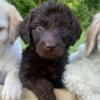 Labradoodle pups for sale