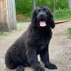 Boris Handsome AKC newfoundland puppy-OFA parents