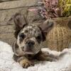 Mother’s Day Special! Fluffy Merle Frenchie!