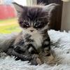 European Maine Coons