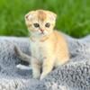 Scottish fold kittens available