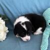 PEMBROKE WELSH CORGI