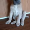 mastiff hybrid puppies available