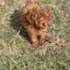 For sale red toy poodle