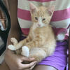 kittens for sale