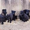 Belgian Malinois Puppies
