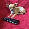 Teacup Chihuahua txt/call 740 412 1659