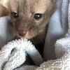 Fox kit(pup)