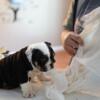 AKC English Bulldog Puppies