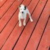 Jack Russell Terrier Puppies - (JRT) Males and Females