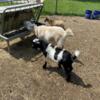 3 NIGERIAN DWARF GOATS