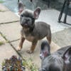 AKC TRI FRENCH BULLDOG