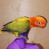 Opaline Fischer Lovebirds for handfeeding