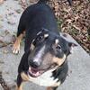 miniature bull terrier stud 