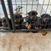 German Rottweiler Puppies