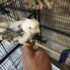 English budgies and cockatiels ( parakeet)