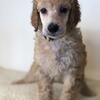 Standard Poodle - Apricot